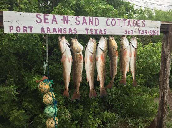 Sea and Sands Cottages